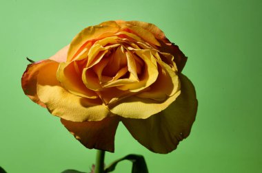 Parlak arkaplanda güzel bir gül çiçeği, bahar konsepti, yakın görüş   