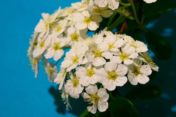 Hermosas Flores Cerezo Sobre Fondo Brillante Concepto Primavera Vista Cercana — Foto de Stock