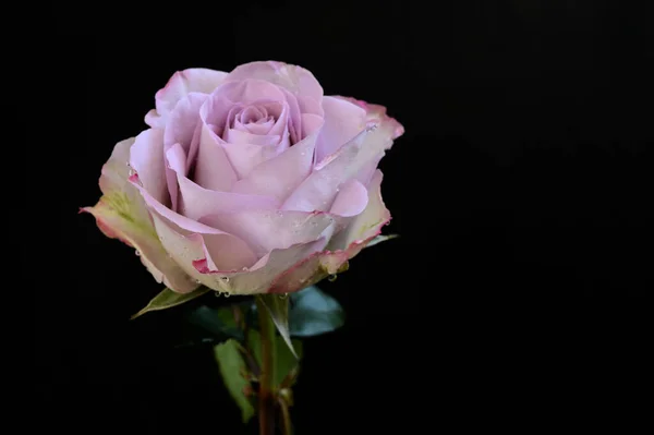 Schöne Rosenblüte Auf Dunklem Hintergrund Frühlingskonzept Nahsicht — Stockfoto