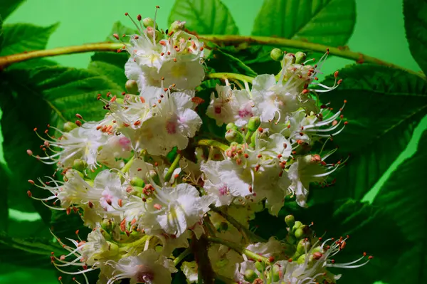 Mooie Kastanjeboom Bloemen Heldere Achtergrond Lente Concept Close View — Stockfoto