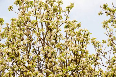 Güzel çiçekli kiraz ağacı dalları, yakın plan, bahar konsepti.  