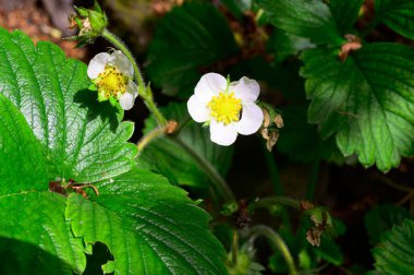 Baharın güneşli günlerinde bahçede büyüyen güzel çiçekler. 