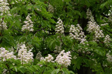 Güzel çiçekli kestane ağacı dalları, yakın plan, bahar konsepti.  
