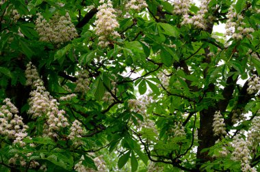 Güzel çiçekli kestane ağacı dalları, yakın plan, bahar konsepti.  