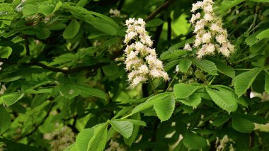 Güzel çiçekli kestane ağacı dalları, yakın plan, bahar konsepti.  