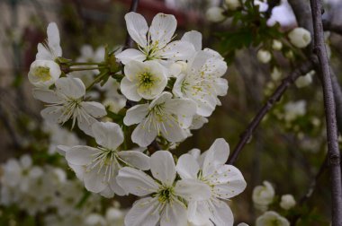 Güzel çiçekli kiraz ağacı dalları, yakın plan, bahar konsepti.  