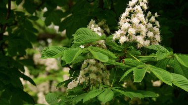 Güzel çiçekli kestane ağacı dalları, yakın plan, bahar konsepti.  