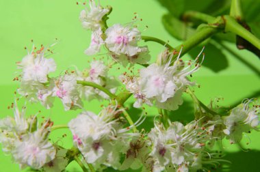 Parlak arka planda güzel kestane ağacı çiçekleri, bahar konsepti, yakın görüş   