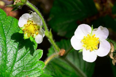 Baharın güneşli günlerinde bahçede büyüyen güzel çiçekler. 