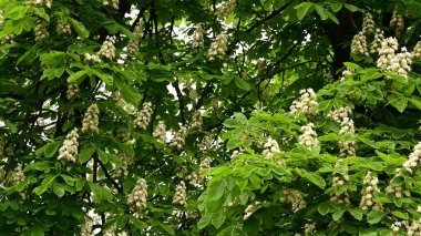 Güzel çiçekli kestane ağacı dalları, yakın plan, bahar konsepti.  