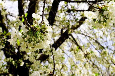 Güzel çiçekli kiraz ağacı dalları, yakın plan, bahar konsepti.  