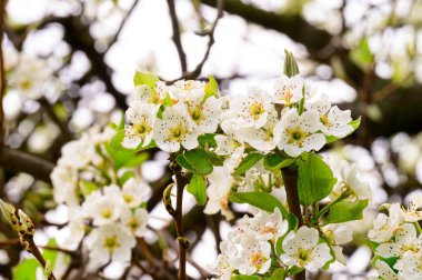 Güzel çiçekli kiraz ağacı dalları, yakın plan, bahar konsepti.  