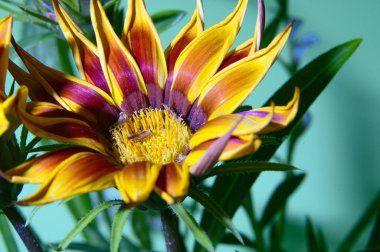 Parlak arka planda güzel çiçekler, bahar konsepti, yakın manzara   