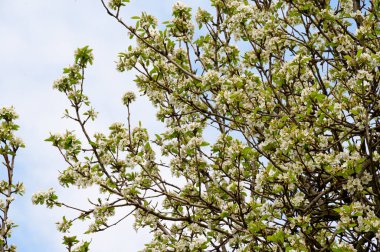 Güzel çiçekli kiraz ağacı dalları, yakın plan, bahar konsepti.  