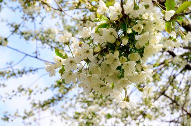 Güzel çiçekli kiraz ağacı dalları, yakın plan, bahar konsepti.  
