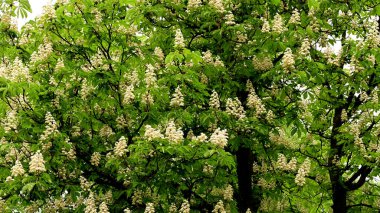 Güzel çiçekli kestane ağacı dalları, yakın plan, bahar konsepti.  