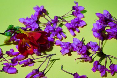 Parlak arka planda güzel çiçeklerin kompozisyonu, bahar konsepti, yakın görüş   