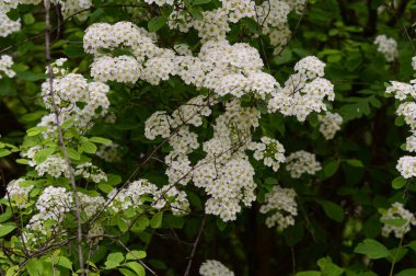 Güzel beyaz çiçekli çalılıklar, yakın plan, bahar konsepti.  