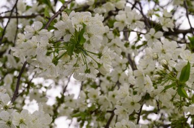 Güzel çiçekli kiraz ağacı dalları, yakın plan, bahar konsepti.  