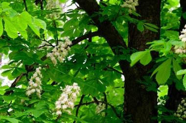 Güzel çiçekli kestane ağacı dalları, yakın plan, bahar konsepti.  