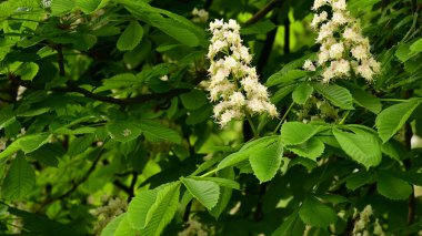 Güzel çiçekli kestane ağacı dalları, yakın plan, bahar konsepti.  