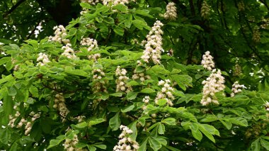 Güzel çiçekli kestane ağacı dalları, yakın plan, bahar konsepti.  