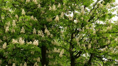 Güzel çiçekli kestane ağacı dalları, yakın plan, bahar konsepti.  