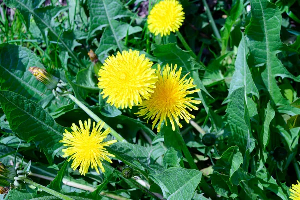 Hermosos Dientes León Creciendo Jardín Primavera Día Soleado —  Fotos de Stock