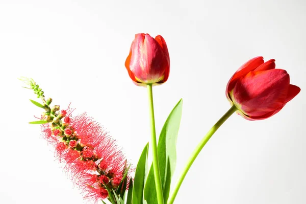 Beyaz arkaplanda izole edilmiş güzel çiçekler, yakın manzara 