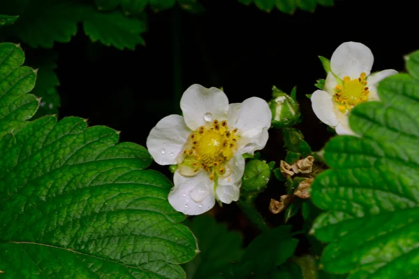 Bellissimi Fiori Che Crescono Giardino Primavera Giornata Sole — Foto Stock