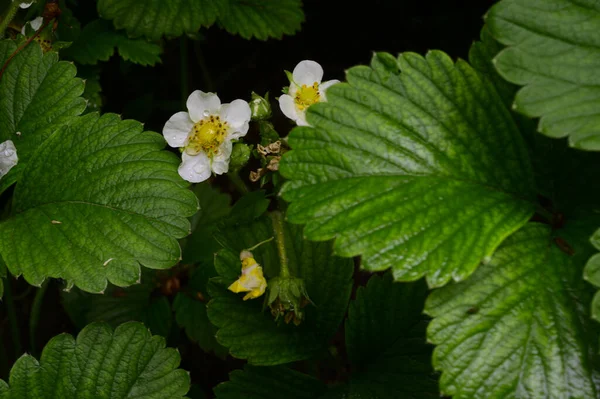 Bellissimi Fiori Che Crescono Giardino Primavera Giornata Sole — Foto Stock