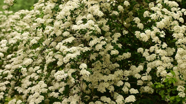 Ramas Arbusto Con Hermosas Flores Blancas Primer Plano Concepto Primavera — Foto de Stock