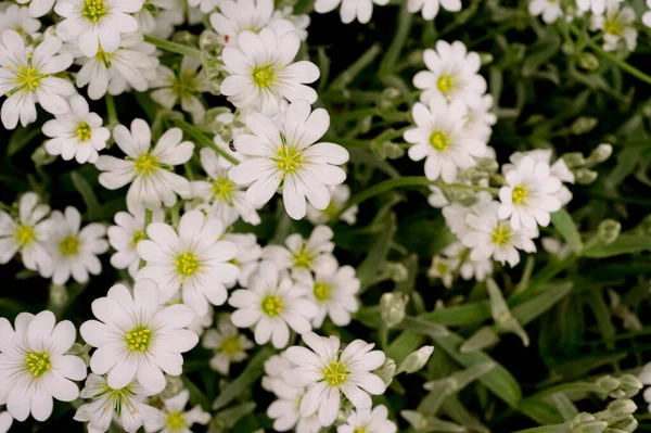 Beautiful Flowers Growing Garden Spring Sunny Day — Stock Photo, Image