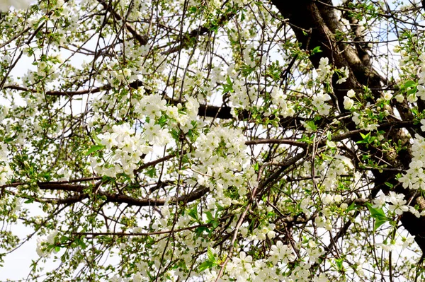 Gałęzie Wiśni Pięknymi Kwiatami Zbliżenie Koncepcja Wiosny — Zdjęcie stockowe