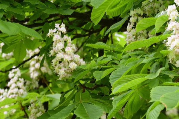 Kastanjeboomtakken Met Prachtige Bloemen Close Voorjaarsconcept — Stockfoto