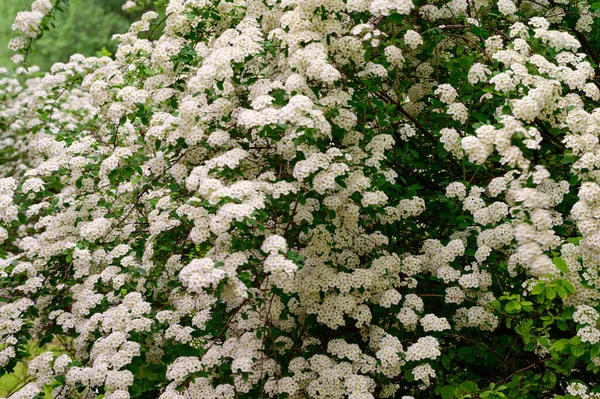 Buskgrenar Med Vackra Vita Blommor Närbild Vårkoncept — Stockfoto