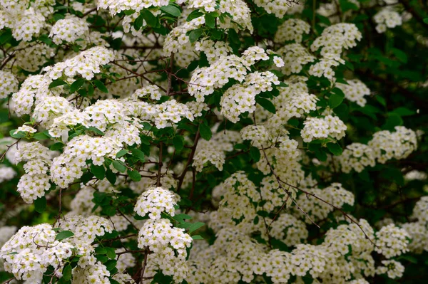 Buskgrenar Med Vackra Vita Blommor Närbild Vårkoncept — Stockfoto