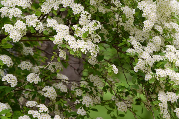 有美丽的白色花朵的灌木分枝 春季概念 — 图库照片
