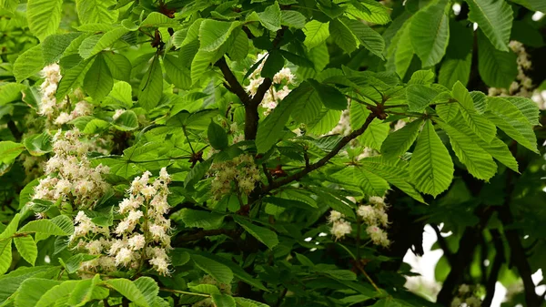 Ramos Castanheiros Com Belas Flores Close Conceito Primavera — Fotografia de Stock