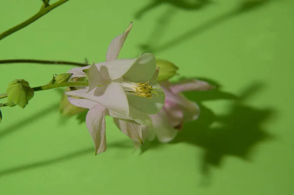 色彩艳丽的花朵 春意盎然 近景明媚 — 图库照片