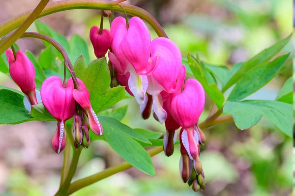 春の晴れた日に庭で咲く美しい出血心の花 — ストック写真