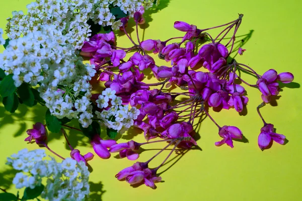 Mooie Kersenboom Bloemen Heldere Achtergrond Lente Concept Close View — Stockfoto
