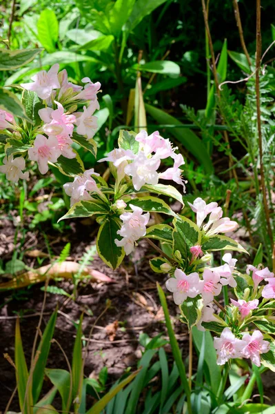 Piękne Kwiaty Rosnące Ogrodzie Wiosną Słoneczny Dzień — Zdjęcie stockowe