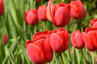 Baharın güneşli günlerinde bahçede büyüyen güzel laleler. 