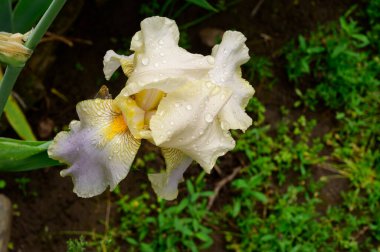Baharda, güneşli bir günde bahçede büyüyen güzel iris çiçeği. 