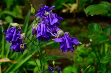 Baharın güneşli günlerinde bahçede büyüyen güzel çanlar. 
