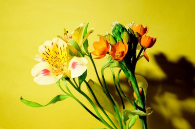 Parlak arkaplanda güzel çiçekler, yakın manzara. 