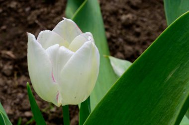 Baharın güneşli gününde bahçede büyüyen güzel lale. 