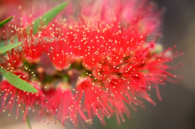 Baharda, güneşli bir günde bahçede büyüyen güzel çiçek. 