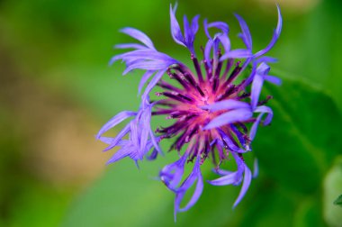 Baharda, güneşli bir günde bahçede büyüyen güzel çiçek. 
